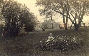 Backyard Tulips, 1910